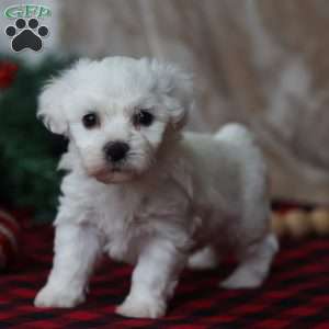 Twinkle, Bichon Frise Puppy